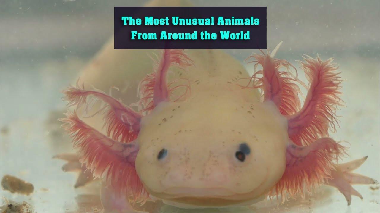 The Most Unusual Animals From Around the World YouTube
