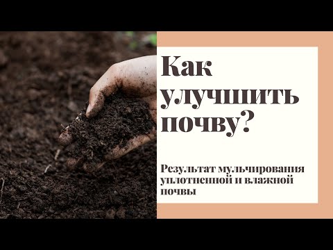 Как улучшить почву и восстановить плодородие почвы на садовом участке