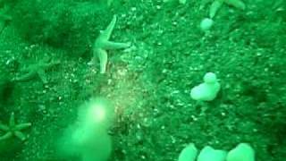overview  deadman fingerscoral with tentacles.AVI