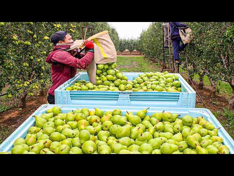 Pears Harvesting Process | Modern Pear Harvesting Machine | How Pear Wine Is Made In Factory