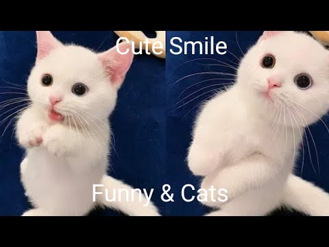 แมว น้อย น่า รัก รู้จัก ประจบ  2022  Funny \u0026 Cats - รวมน้องแมวน่ารัก # 12