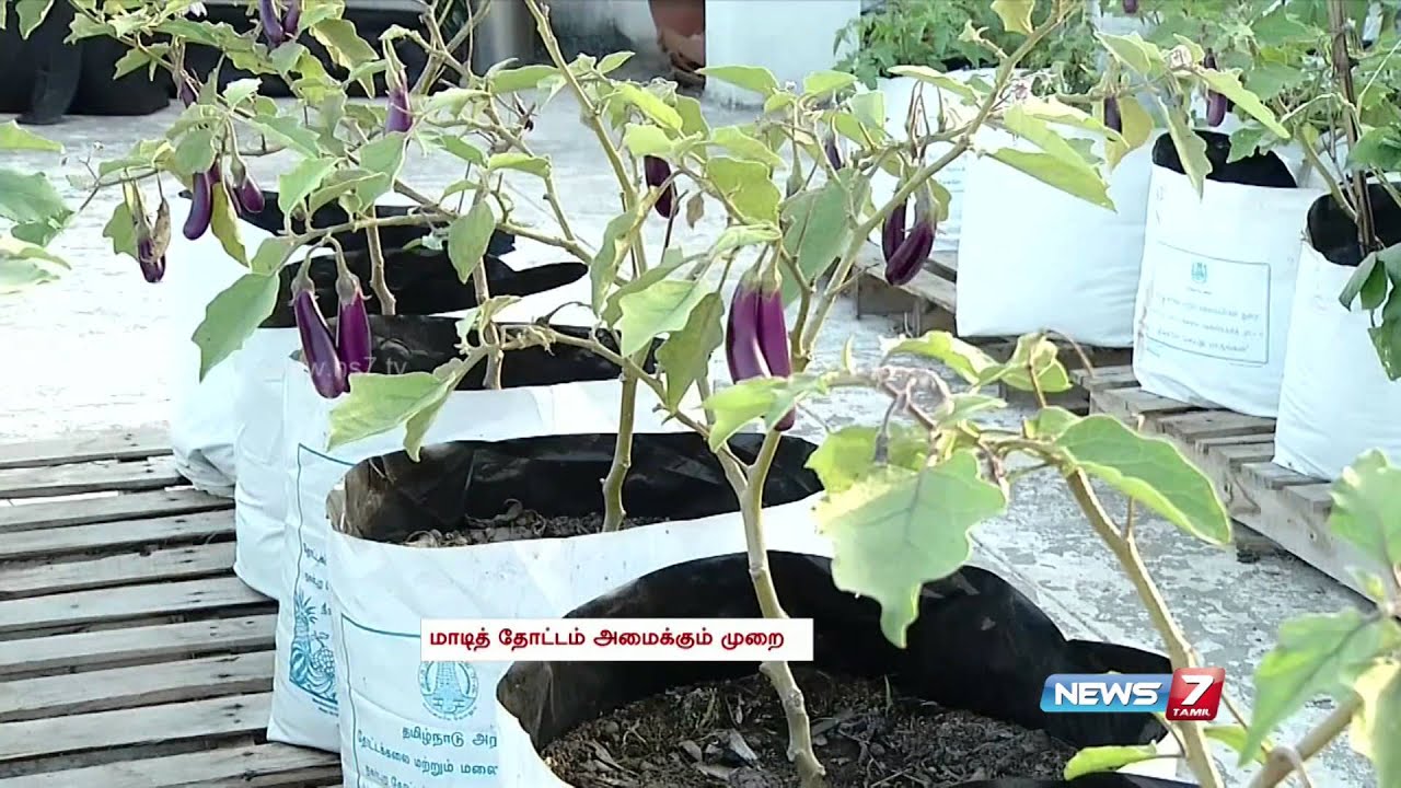 Grow Vegetables In Your Terrace Garden And Save Some Money Poovali Grow Vegetables In Your Terrace Garden And Save Some Money Poovali News7 Tamil