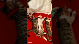 İsmail Türüt - Çirkini Alırmıyım - Anılarda Kalanlar 30 - Devrim Show