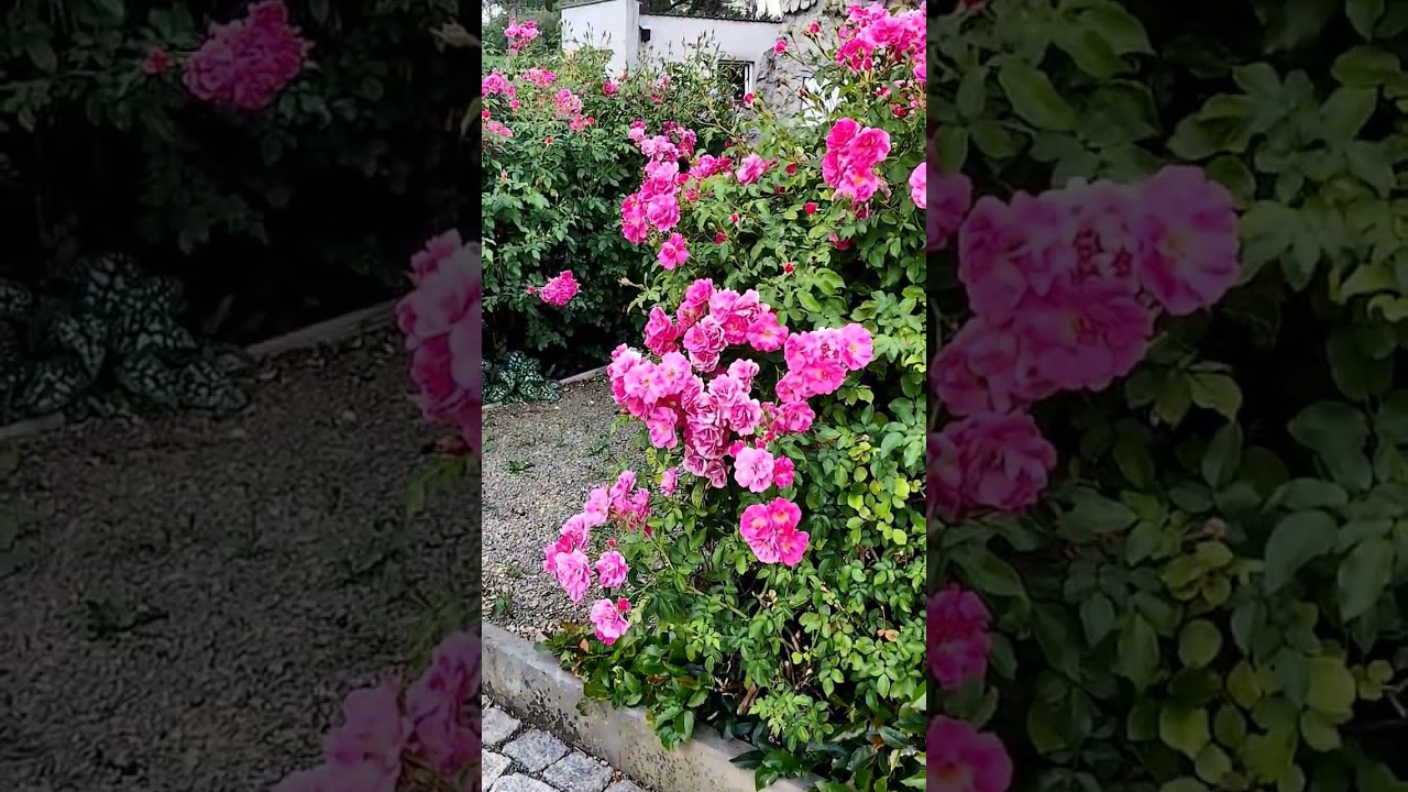 🌹Rose smell❣️ Germany