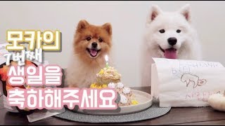 Celebrating Mocha's 7th Birthday (feat. samoyed) l 모카의 7번째 생일파티 함께 해 주세요!