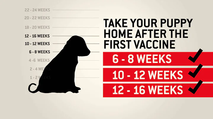 Understanding dog vaccinations - Purina - DayDayNews