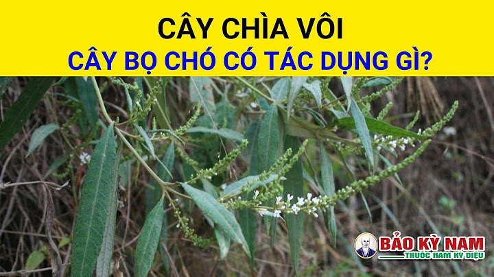 Cây chìa vôi còn gọi là cây gì