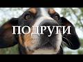 ПОДРУГИ | Арт-фільм про дружбу з собакою #відеодня #суперсобака #dogvideos #dogfriendly #собака