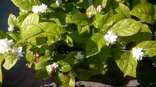 211 - Pruning is also necessary for heavy flowering in Jasmine Mogra /Update V. न. 1146 (M H O G)