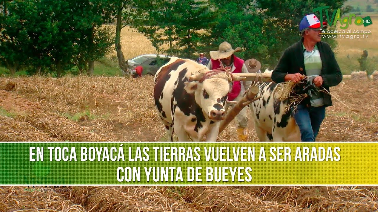 Las Tierras Vuelven Hacer Aradas con Bueyes- TvAgro por Juan Gonzalo ...