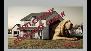 ТОП САМЫХ БОЛЬШИХ СОБАК Часть 1 ТОП САМЫХ БОЛЬШИХ СОБАК Часть 1