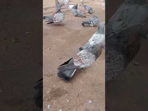 masha Allah 👀✌️😋 #kabutar #kabutarbazi #kabutarlover #pigeonlover #pigeon #birds like me