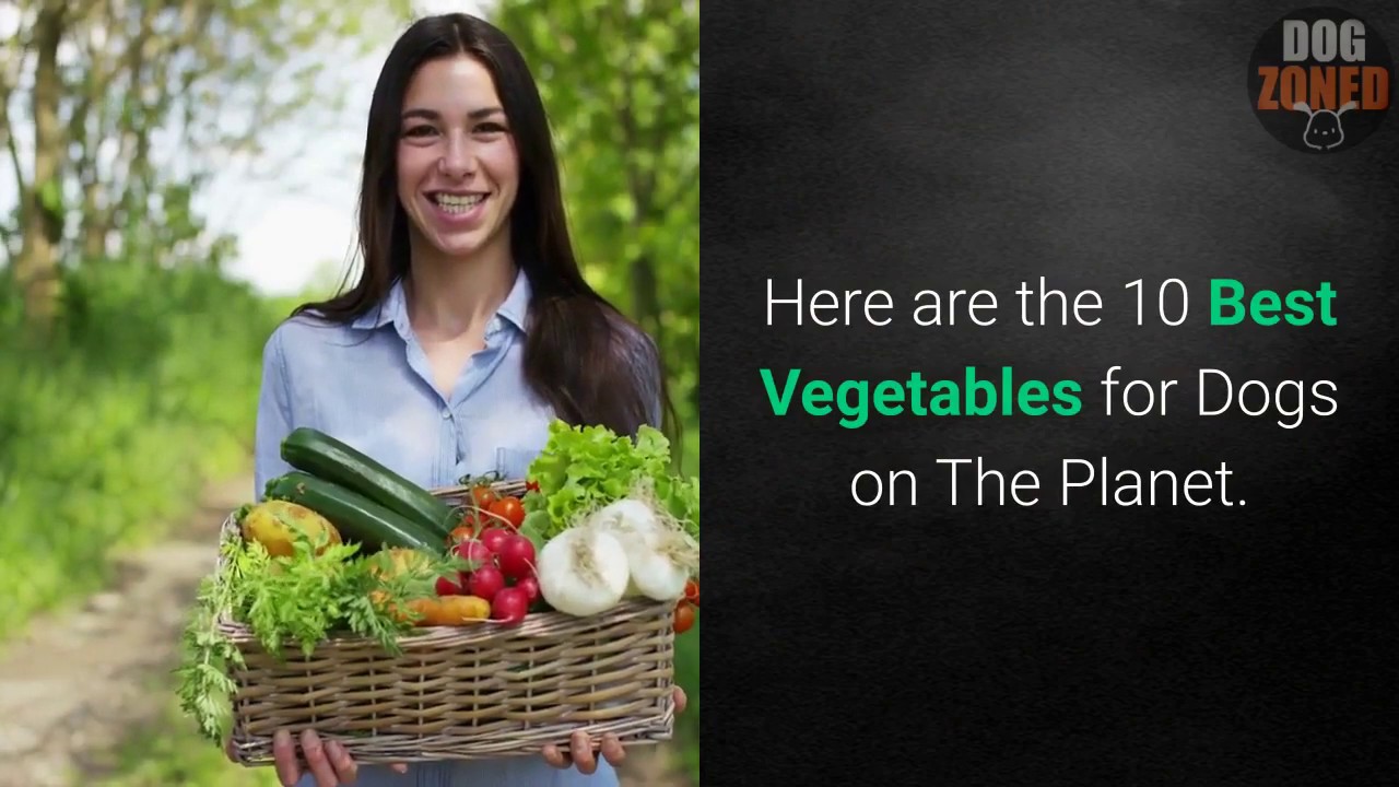 What Vegetables Can Dogs Eat Ultimate Guide YouTube