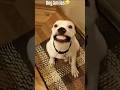 This Dog’s Smile Is Illegal😭#funnydogs #dogmemes #short #usa