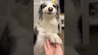 This Dog’s Smile Is Illegal😭#funnydogs #dogmemes #short #usa