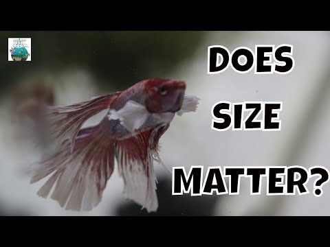 DOES SIZE MATTER? Betta Fish Tank with Plant on Top.