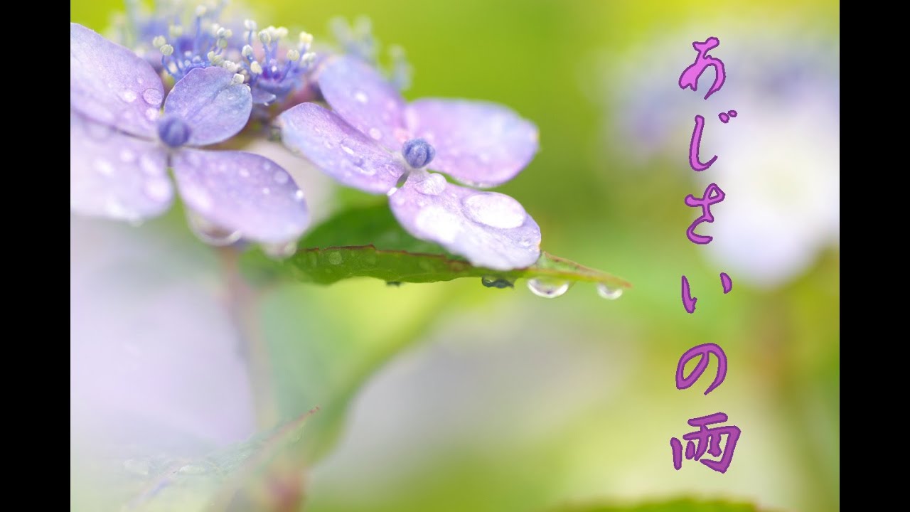 あじさいの雨 Milkye326 オリジナル 渡 哲也 Youtube