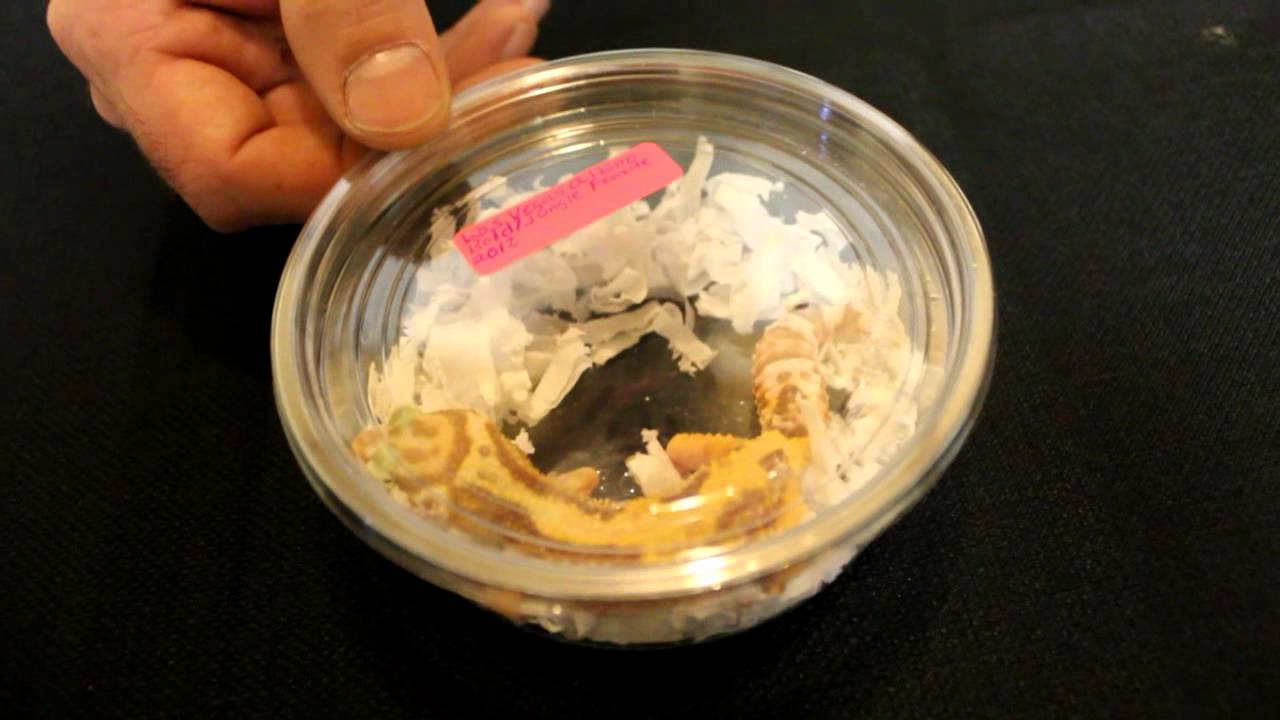 kids anka Hamburg Pick Ups and Shout Outs