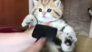 | 9GAG | Kitty Gets A Nice Brushing | 9GAG | Kitty Gets A Nice Brushing