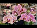 ПОДКОРМКА ЦВЕТУЩИХ ОРХИДЕЙ сбросят цветы орхидеи РАЗНЫЕ ОРХИДЕИ ПИРАТЫ
