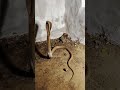 "Terrifying Cobra Attack Caught on Camera"