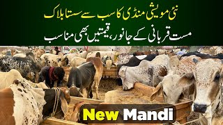 New Mandi Mein Choti Range kay Janwar |  Karachi Ki Mandi Episode 8