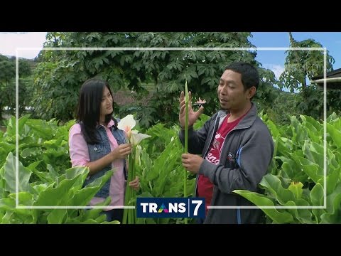 Video: Bagaimana cara membelah arum lily?