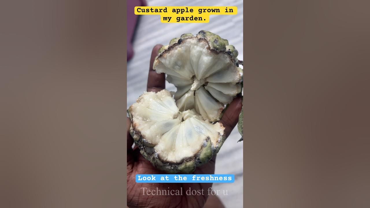 Custard Apple Grown In My Gardern look At Its Freshness Leaves Are custard-apple-grown-in-my-gardern-look-at-its-freshness-leaves-are
