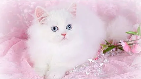 Video 11899081: devon rex, british shorthair, doll face persian cat, blue eyes persian cat, face persian cat cute, cute funny persian cats, exotic shorthair, maine coon cat