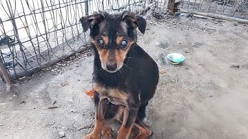 Blind Dog Locked Away His Whole Life Begs His Owner for Just One Day of Freedom