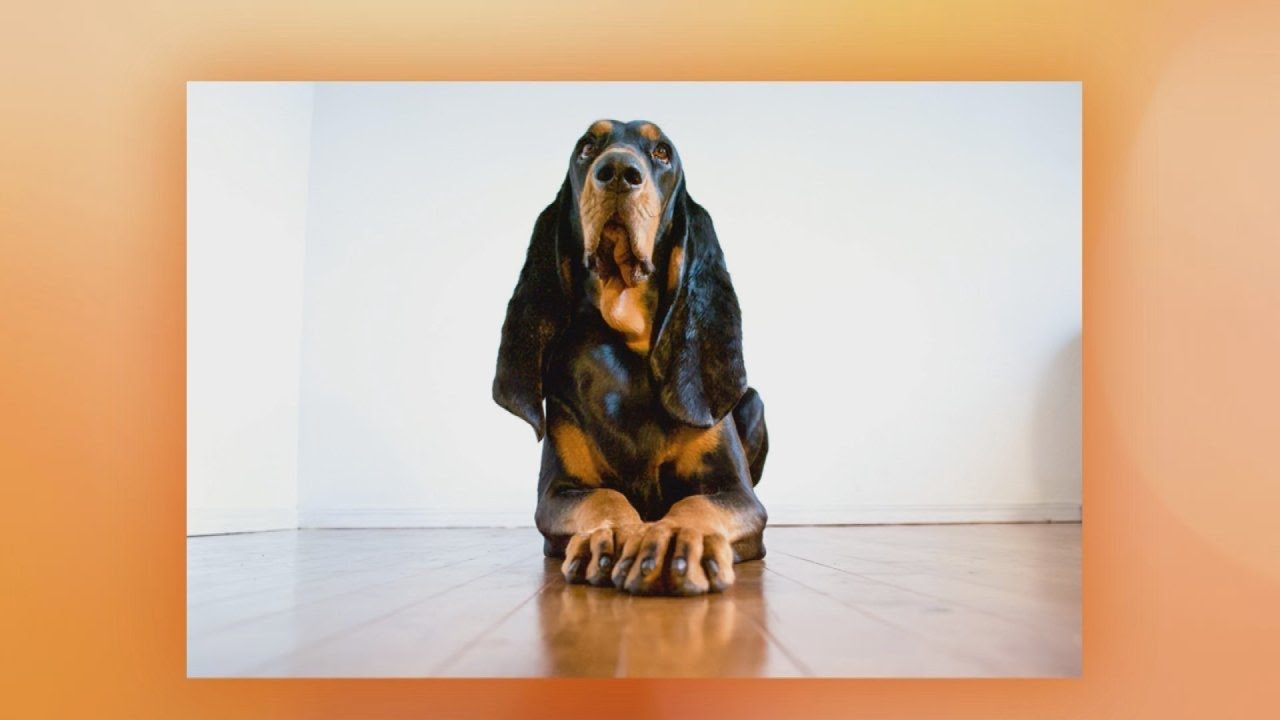 Lou the Dog Has the Longest Ears of Any Living Pup + We Can