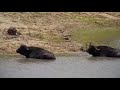 Djuma: Two Buffalo and the Hadeda Ibis - 11:13 - 01/20/22