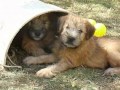 Irish Soft Coated Wheaten Terrier  1 の動画、YouTube動画。