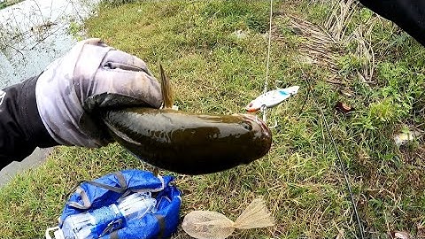 Câu cá lóc tự nhiên ở đập Sông ray | Mồi nhái thật cá sắt bảy màu