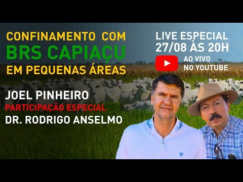 Confinamento Com Brs Capiaçu para Chácaras e Sítios - Confinamento Com Brs Capiaçu para Chácaras e Sítios