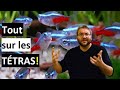 Les ttras tout savoir un des meilleurs poissons des aquariums communautaires