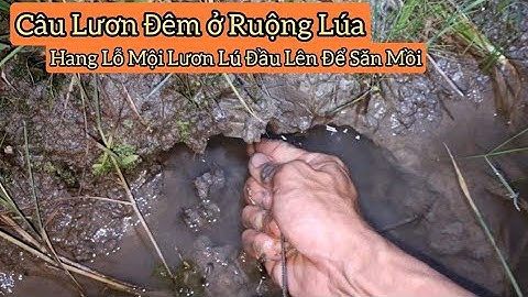 Câu lươn đêm ở ruộng lúa_Buổi tối hang lỗ mội lươn lú đầu lên săn mồi_tập954//Eel fishing