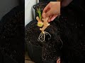How to grow 🪴 ginger #garden #plants #ginger #shorts #subscribe