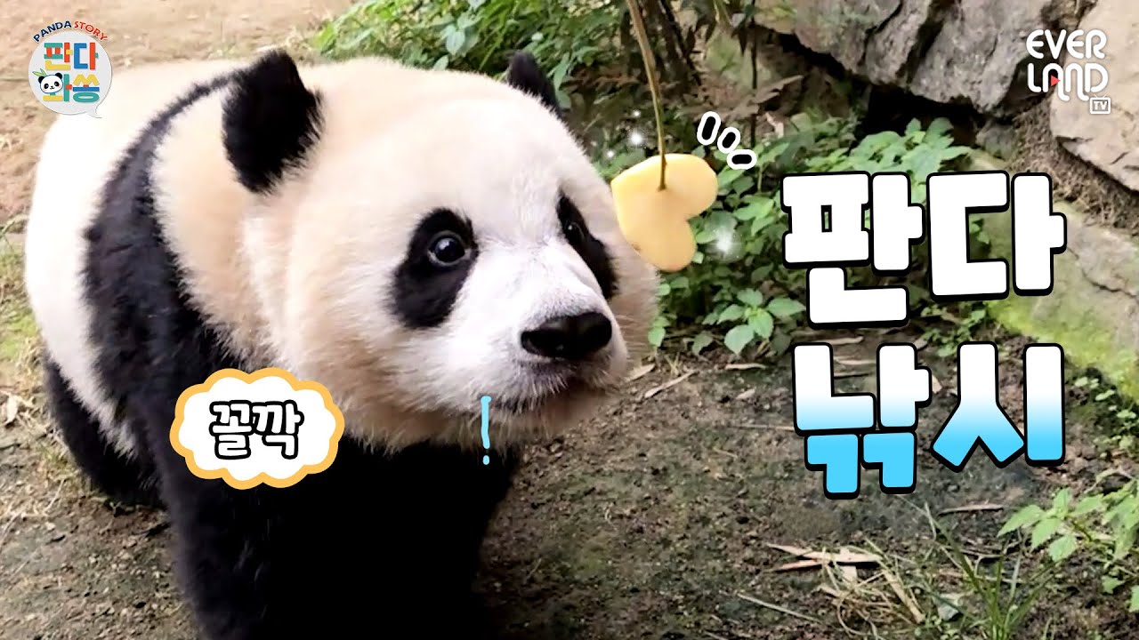 [ENG]툥은 그냥 사과를 던져분 것이고 뚠빵은 고것을 확 물어분 것이여｜#판다와쏭 #176