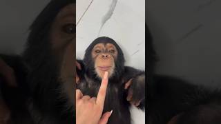 Secrets Chimpanzees Will Never Reveal You 👣🦧