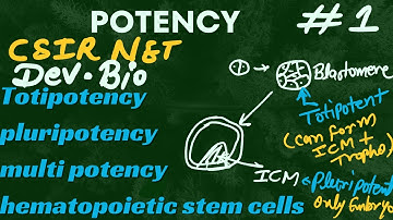 Potency |developmental Biology csir net | totipotent, Pluripotent, multipotent stem cell.HSC potency