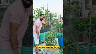 Garden me Ganna Kaise Ugaye 😱 | Terrace Garden Full Guide (Easy Method) #aasanbagwani #ganna