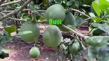 Vườn trái cây tuyệt đẹp tại Bình Lộc #batdongsan #vuontraicay #longkhanh