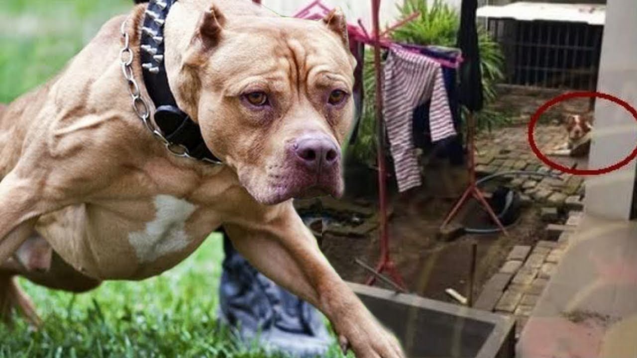 Bocah 8 Tahun Meninggal Dunia Digigit Anjing Pitbull Di Malang YouTube
