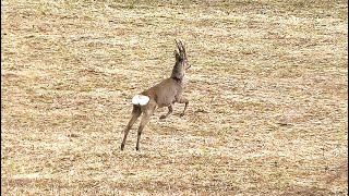 Косули резвятся под дождём. Репетиция гона || Roe deer frolic in the rain