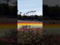 The Flower Fields ~ 50 Acres of Ranunculus Carlsbad CA, 30 Minutes North of San Diego