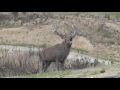 Red stag roaring