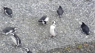 Ushuaia, Argentina, canalul Beagle, colonii de pinguini pe o insulă