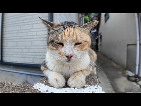 【週刊感動猫動画 2025/10/2w】今週撮った未公開猫動画まとめて公開-unreleased video of this week-