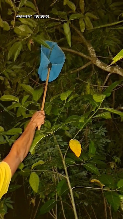 nyaplok burung hantu mistis 😱 #shortvideo